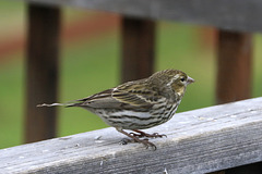 Cassin's Finch