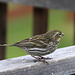 Cassin's Finch