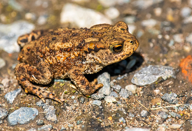 Toad