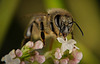 Der Nektar gehört ab mir,lieber Güni :)) The nectar is mine from now on, dear Güni :)) Le nectar est à moi désormais, chère Güni :))