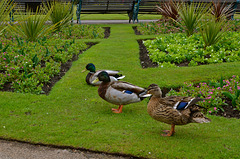 Local ducks, Victoria Park