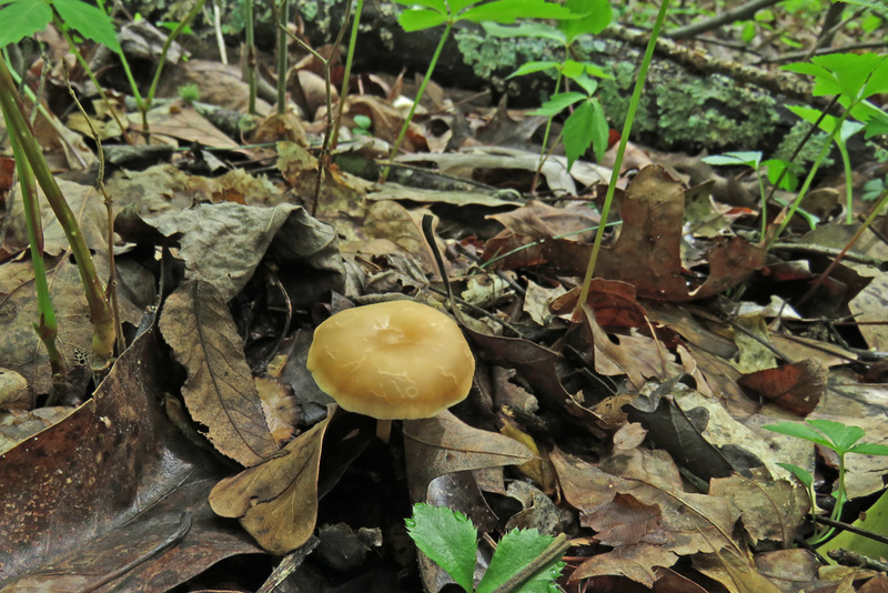 Mushroom