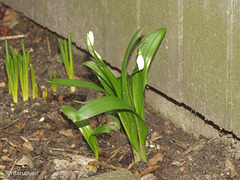 The first snowdrop...