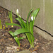 The first snowdrop...