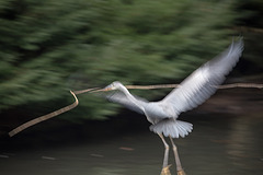 20160303 0207VRAw [D~BI] Graureiher (Ardea cinerea), Tierpark Olderdissen, Bielefeld