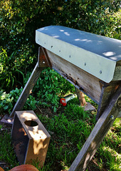 our bees settling into their new home!