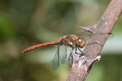 Common Darter m (Sympetrum striolatum) DSB 1880