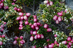 Chile, Chaura Berries