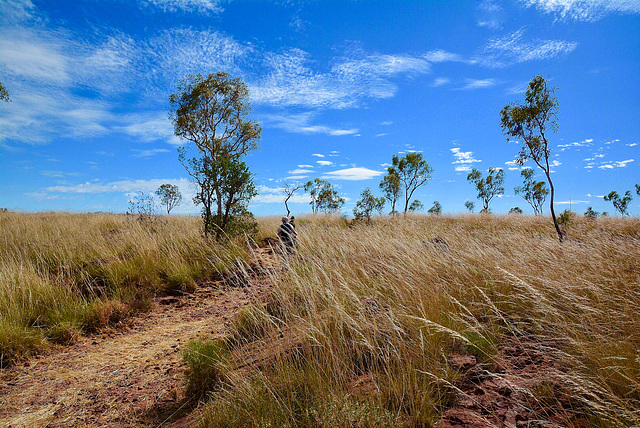 Walking...North Queensland