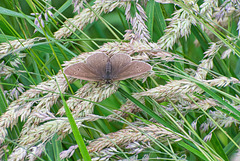 Ringlet