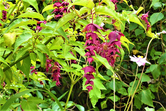 The honeysuckle flowers are so attractive