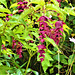 The honeysuckle flowers are so attractive