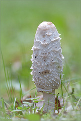 Shaggy ink cap ~ Geschubde inktzwam (Coprinus comatus)... 2