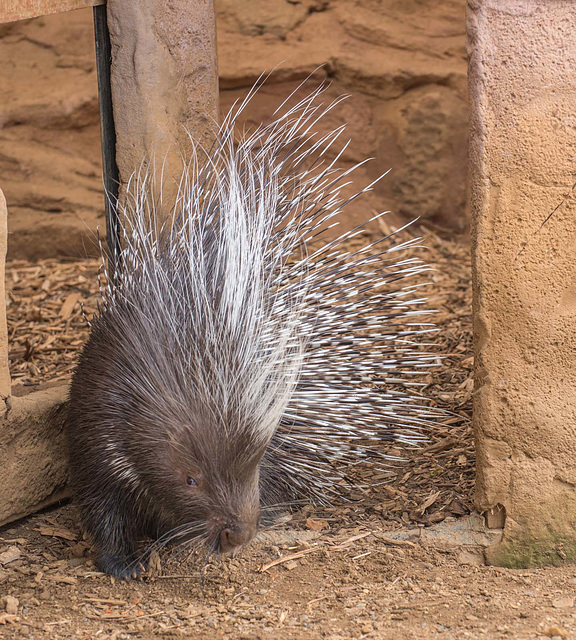 Porcupine