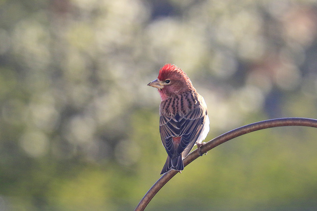 Cassin's Finch