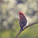 Cassin's Finch