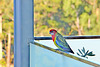 315/366 Rosella on our deck
