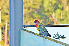 315/366 Rosella on our deck