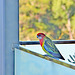 315/366 Rosella on our deck