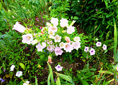 FR - Giverny - Garten von Claude Monet