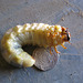 Chafer Beetle Grub