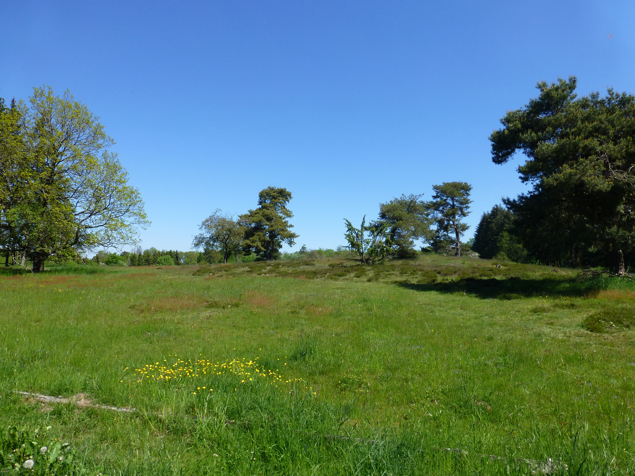 DE - Virneburg - Auf dem Traumpfad Virneburgweg