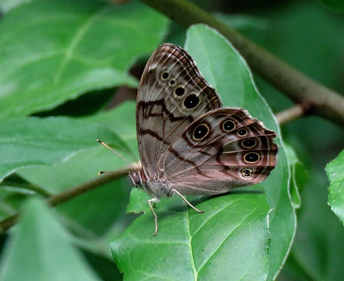 Eyed Brown (Satyrodes eurydice)