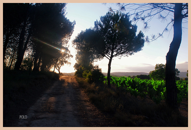 Campo de Villabuena de Álava