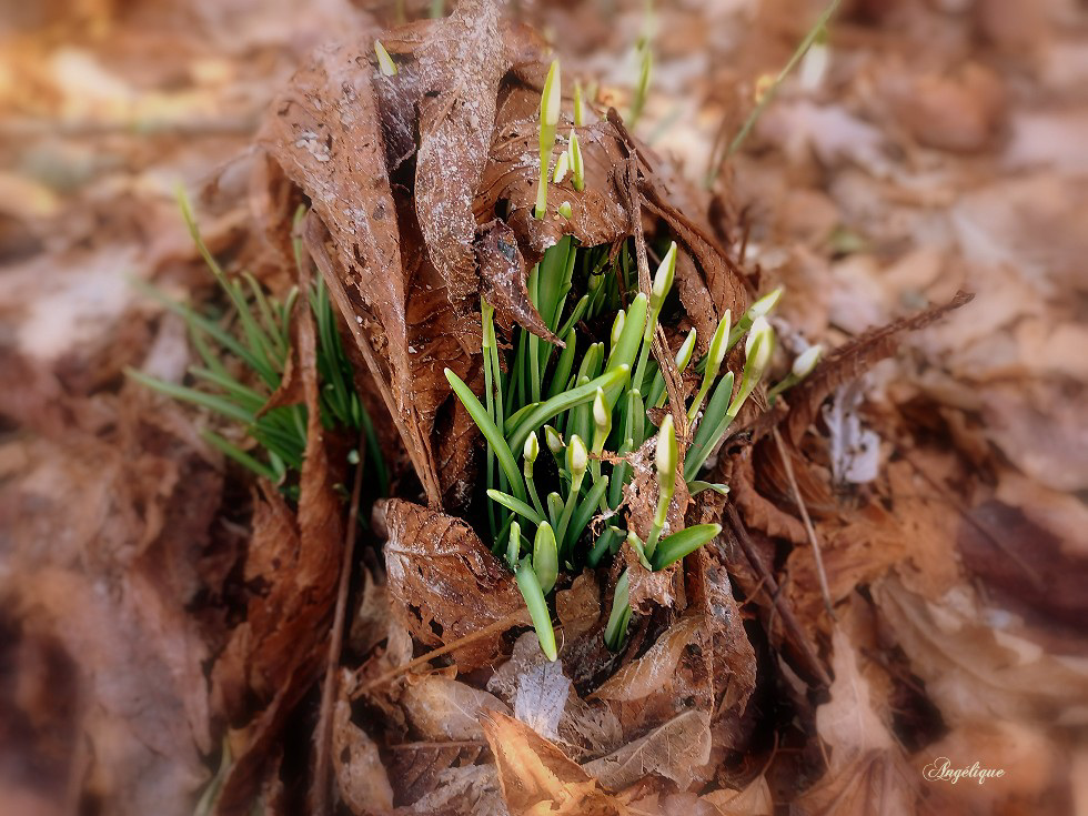 Naissance ............Perce neige ! Belle journée à vous ❤️