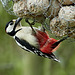 Great Spotted Woodpecker - Picoides major