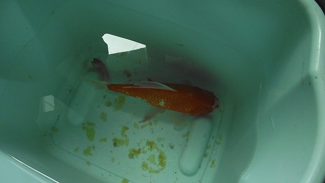 Flip in his bucket