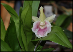 Cochleanthes Molière x Bolleanthes Lafontaine purpurea  (3)