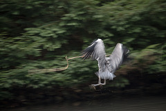 20160303 0208VRAw [D~BI] Graureiher (Ardea cinerea), Tierpark Olderdissen, Bielefeld