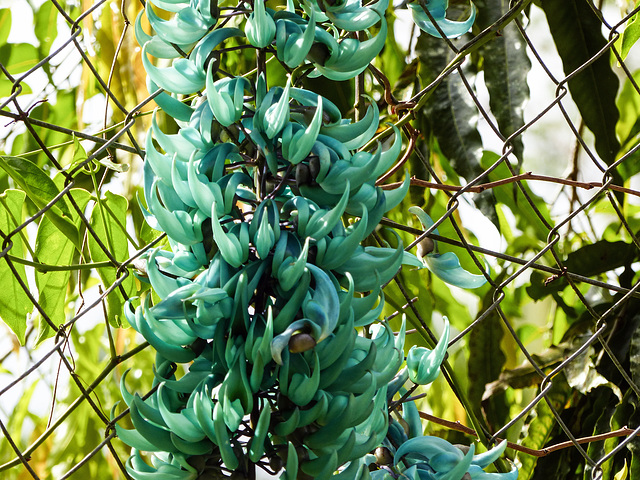 Jade Vine, on way to Manzanilla Beach