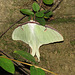 Luna moth (Actias luna)