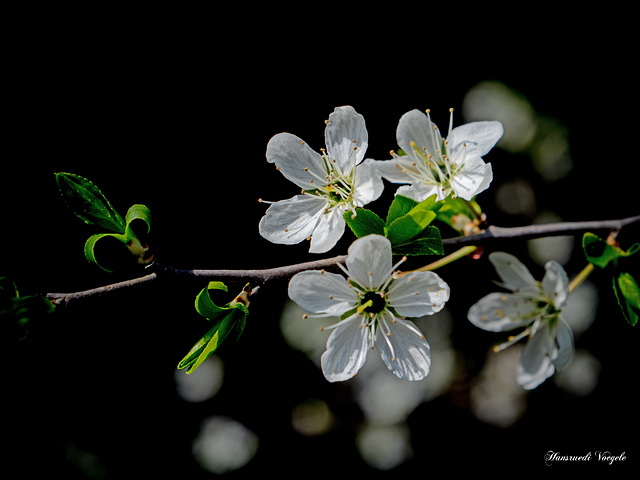 Blüten