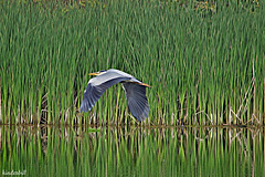 Grey Heron   /   May 2018