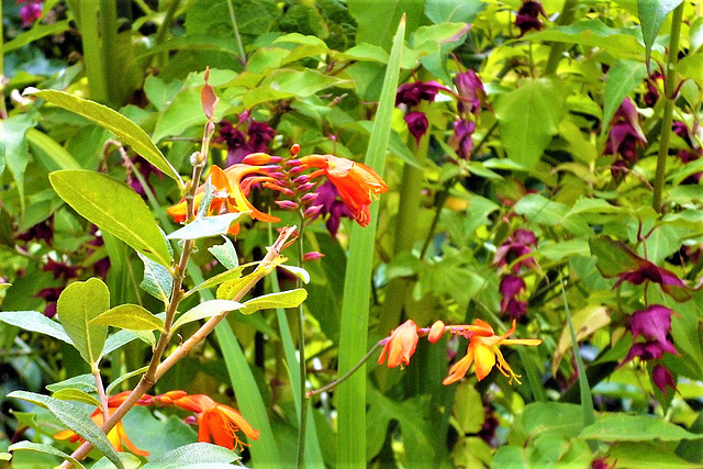 The mombretia against the honeysuckle looks gorgeous