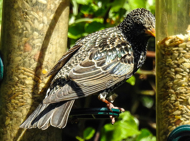 20220509 0841CPw [D~LIP] Star (Sturnus vulgaris), Bad Salzuflen
