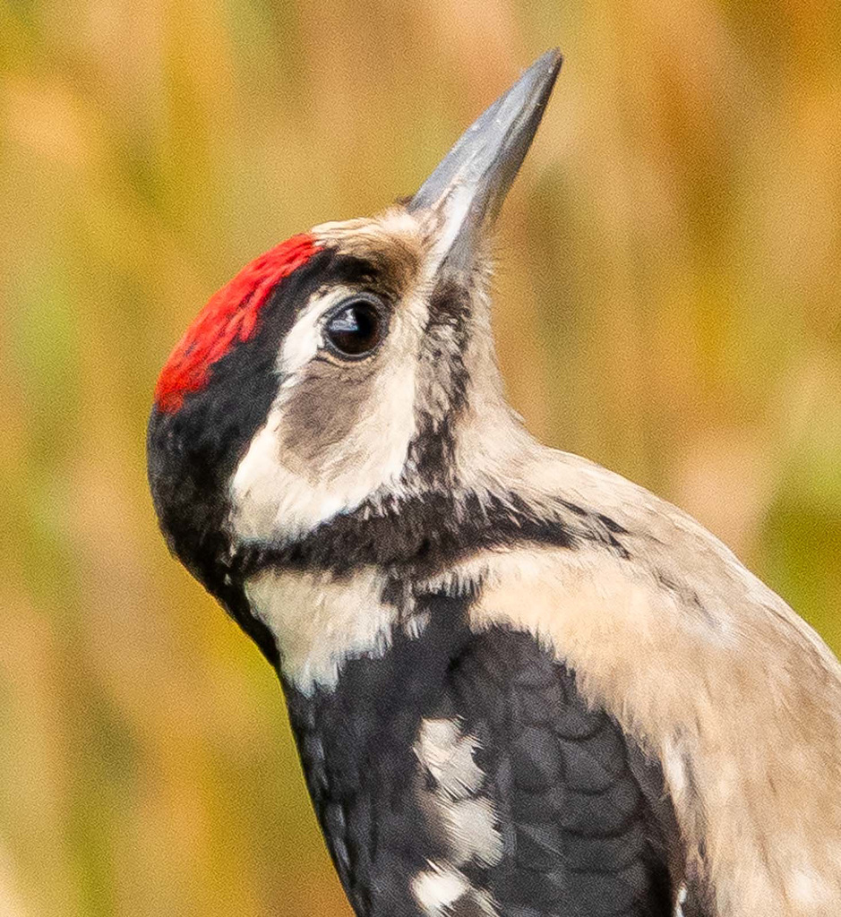 Great spotted woodpecker