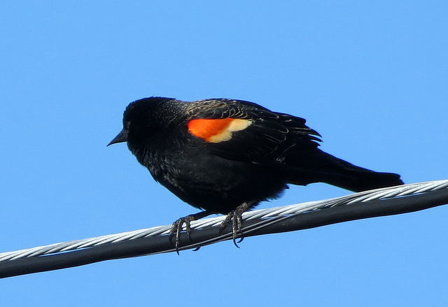 Red-winged Blackbird