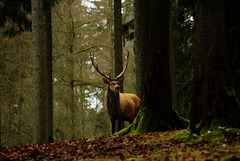 Forest King