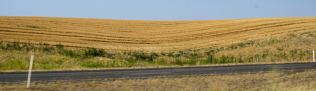 Amber waves of grain