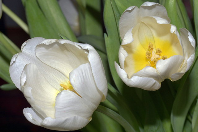 Tulips (Tulpen)