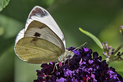 20160717 2038VRTw [D~LIP] Kleiner Kohlweißling (Pieris rapae), Bad Salzuflen