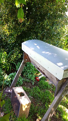 our bees settling into their new home!