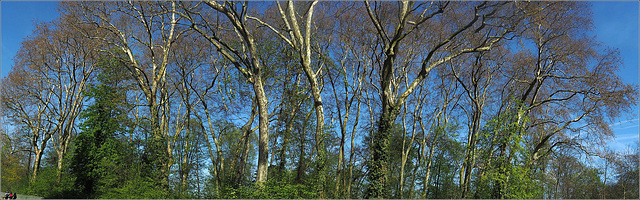 Arbres... Une vision panoramique