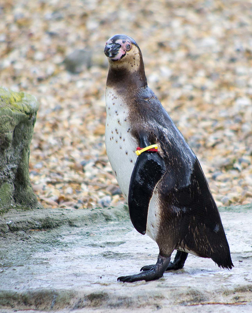 Posing penguin