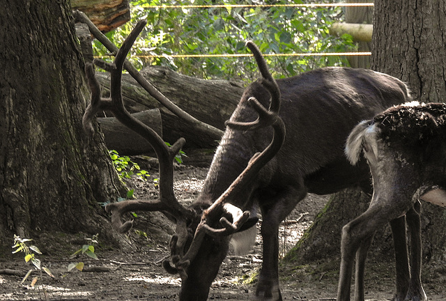 20190822 5495CPw [D~H] Rentier (Rangifer tarandus) [Ren], Wisentgehege, Springe