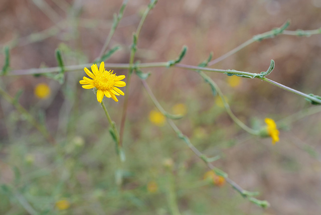 Pulicaria paludosa, Asterales